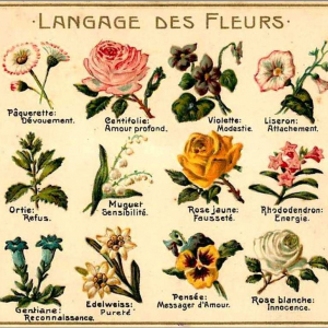Signification des fleurs